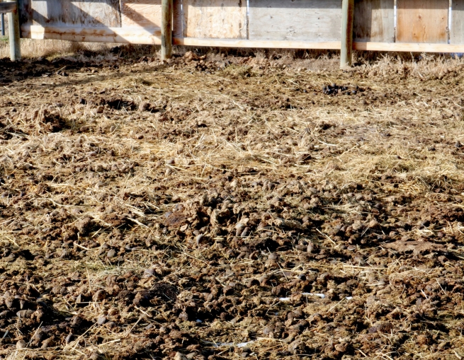 Horse manure accumulated in pen